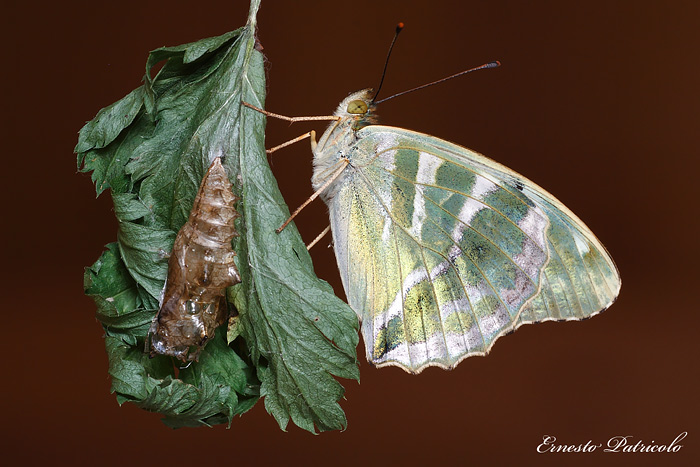 Argynnis (Argynnis) paphia valesina